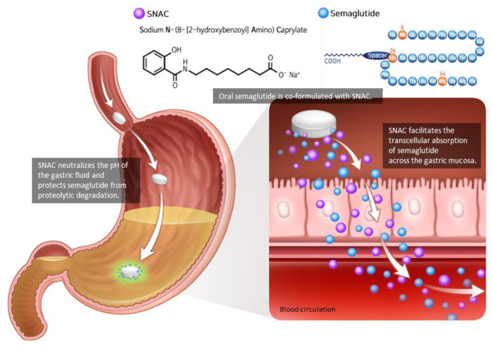 Is Semaglutide A Peptide?